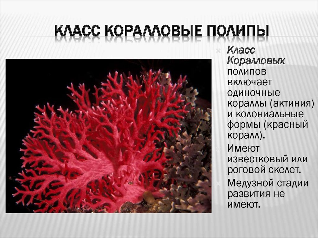 Организм имеющий колониальное строение. Тип Кишечнополостные класс коралловые полипы. Коралловые полипы актиния. Кораллы полипы Кишечнополостные. Красный коралл Кишечнополостные.