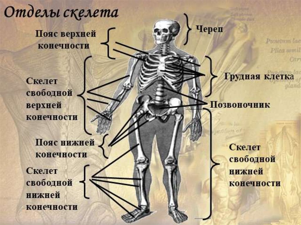 Проект по биологии скелет человека