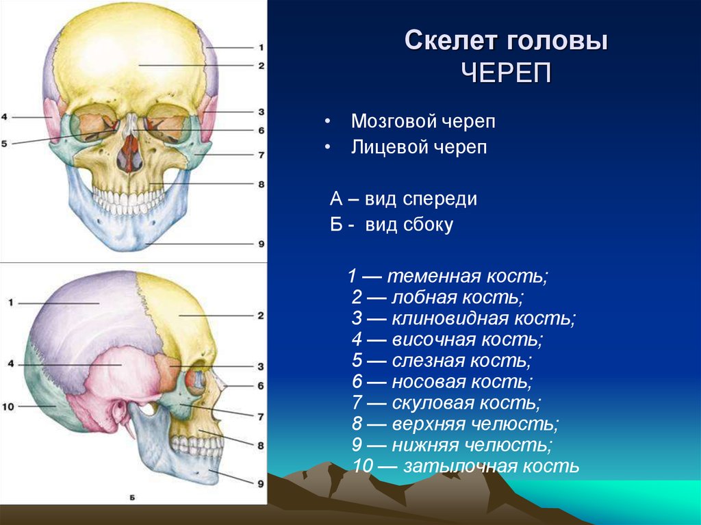 Головной отдел скелета. Строение черепа спереди и сбоку. Схема кости скелета головы. Скелет головы мозговой отдел черепа. Скелет головы человека лицевой отдел.