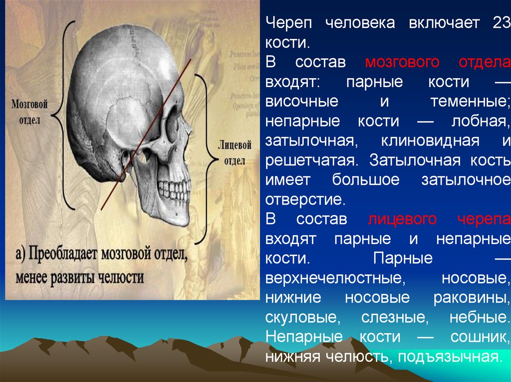 Пар костей. Парные кости мозгового отдела черепа человека. Лобная и затылочные кости. Затылочная и височная кости. Лобная кость парная.