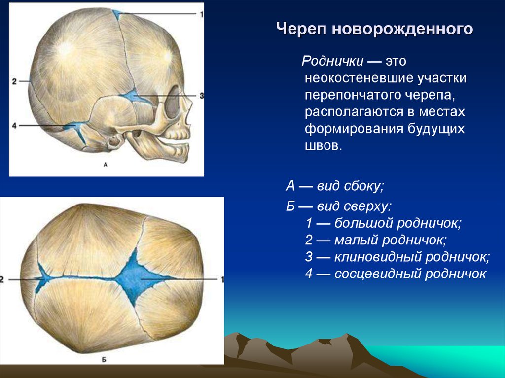 Значение родничков в черепе. Непарные роднички черепа новорожденного. Роднички у новорожденных анатомия. Череп младенца темечко. Роднички черепа и сроки зарастания.