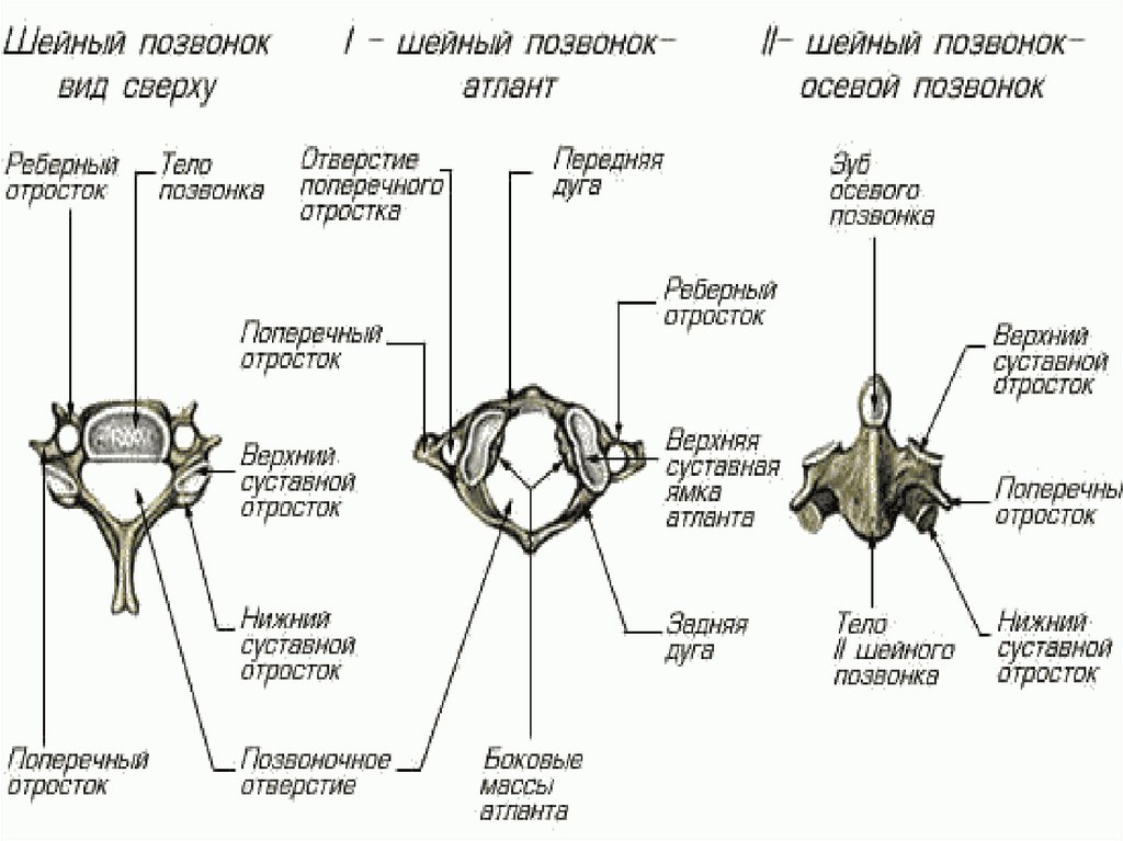 Дуга позвонка. Поперечные отростки шейных позвонков. Реберный отросток шейного позвонка. Передняя дуга первого шейного позвонка. Поперечные отростки верхних шейных позвонков.