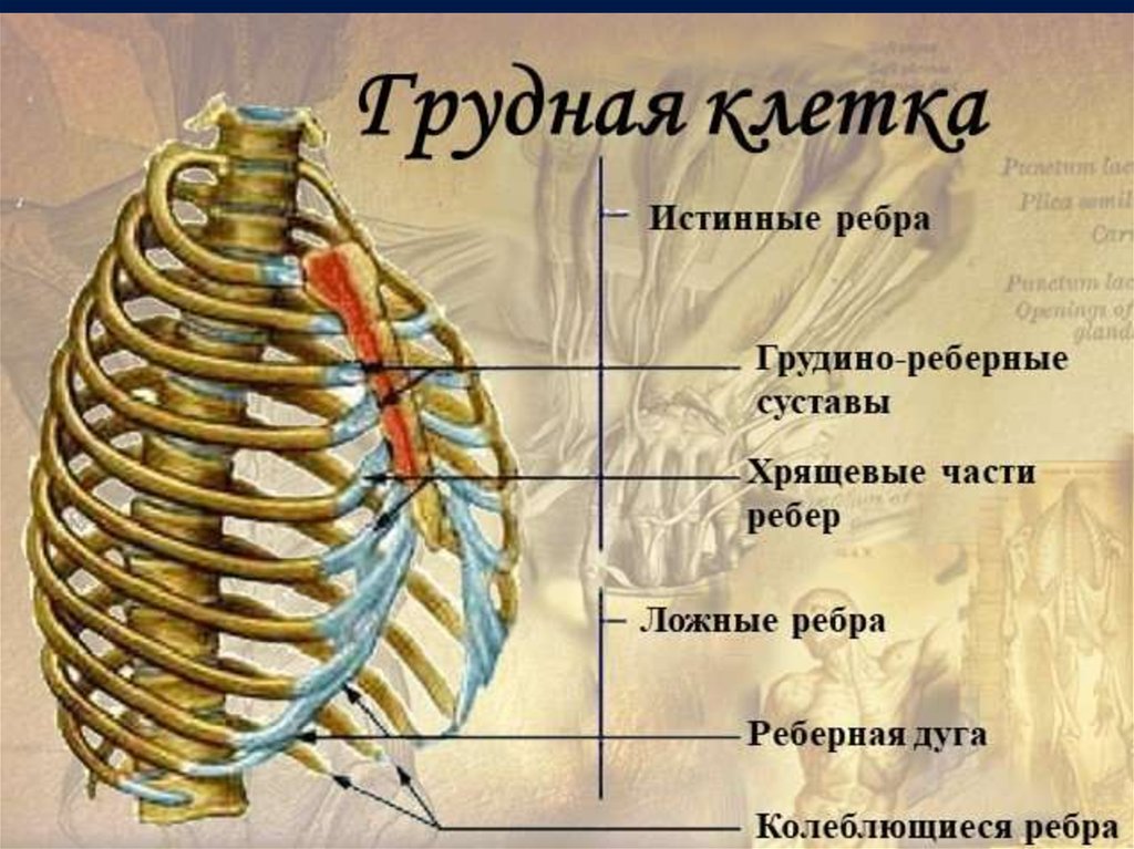 Левое и правое ребро. Реберная дуга анатомия человека. Грудная клетка человека истинные ребра. Ребра истинные ложные колеблющиеся. Анатомия человека грудная клетка ребра.