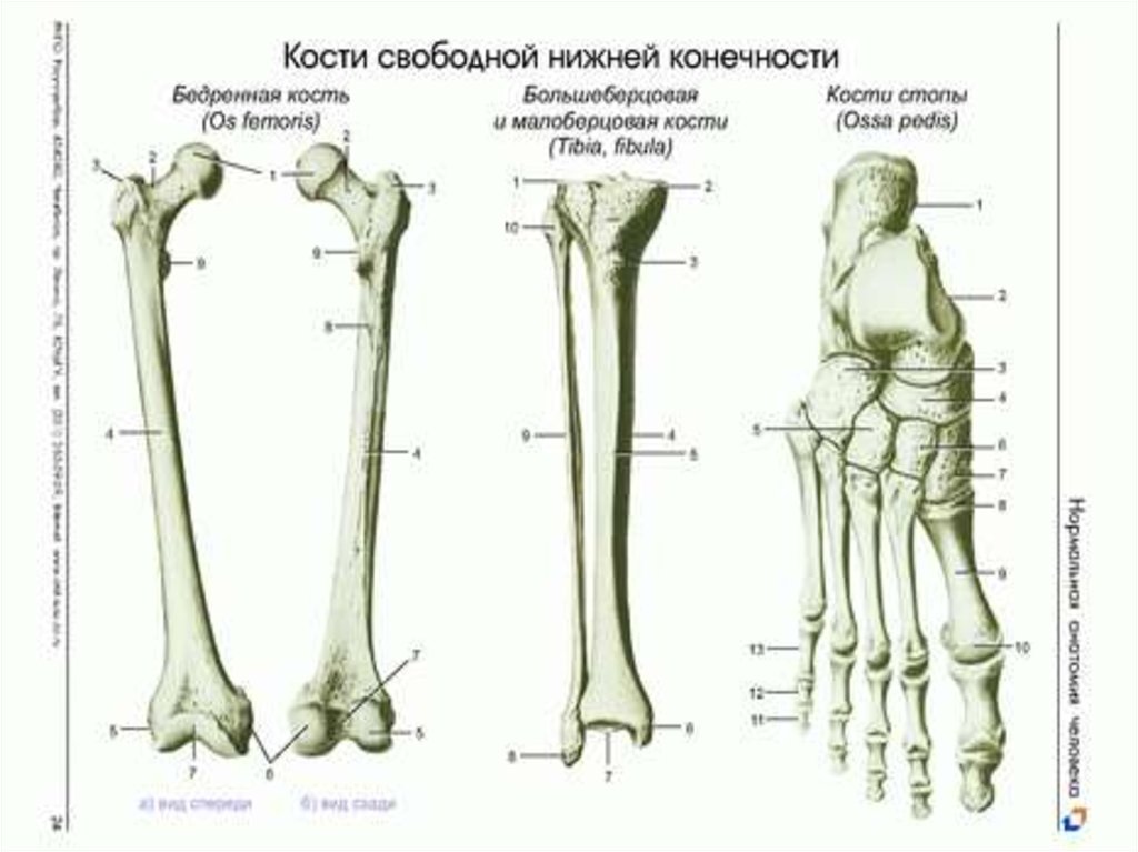 1 скелет голени. Схема костей нижних конечностей. Кости нижней конечности вид спереди. Кости нижней конечности схема. Кость нижней конечности анатомия.