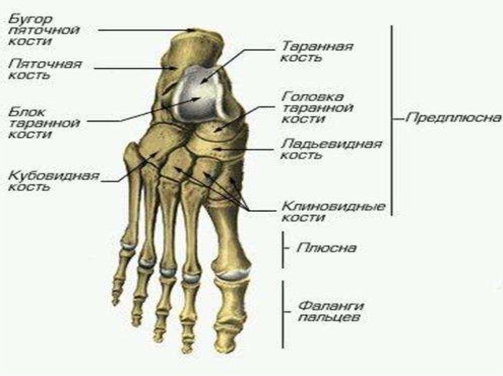 Предплюсна стопы сколько костей. Кости предплюсны строение. Кости плюсны и предплюсны стопы. Кости нижней конечности предплюсна. Строение стопы плюсна предплюсна.