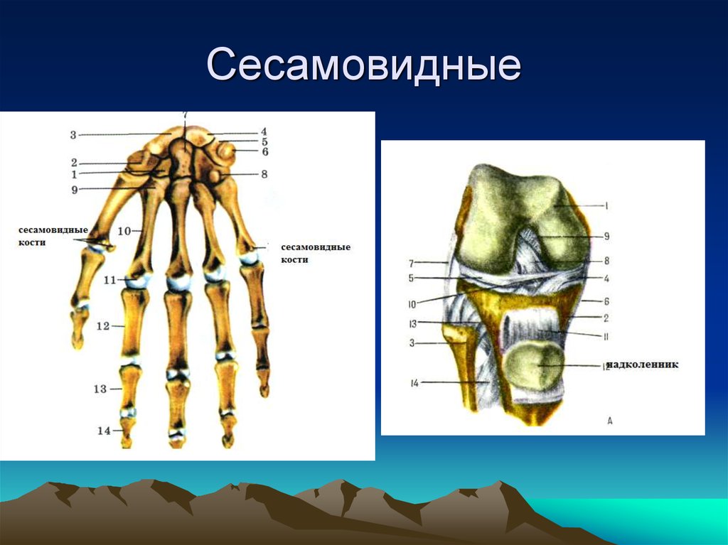 Выберите губчатую кость. Губчатые кости сесамовидные. Сесамовидные кости стопы. Сесамовидные кости, ossa sesamoidea. Сесамовидные кости губчатые кости.