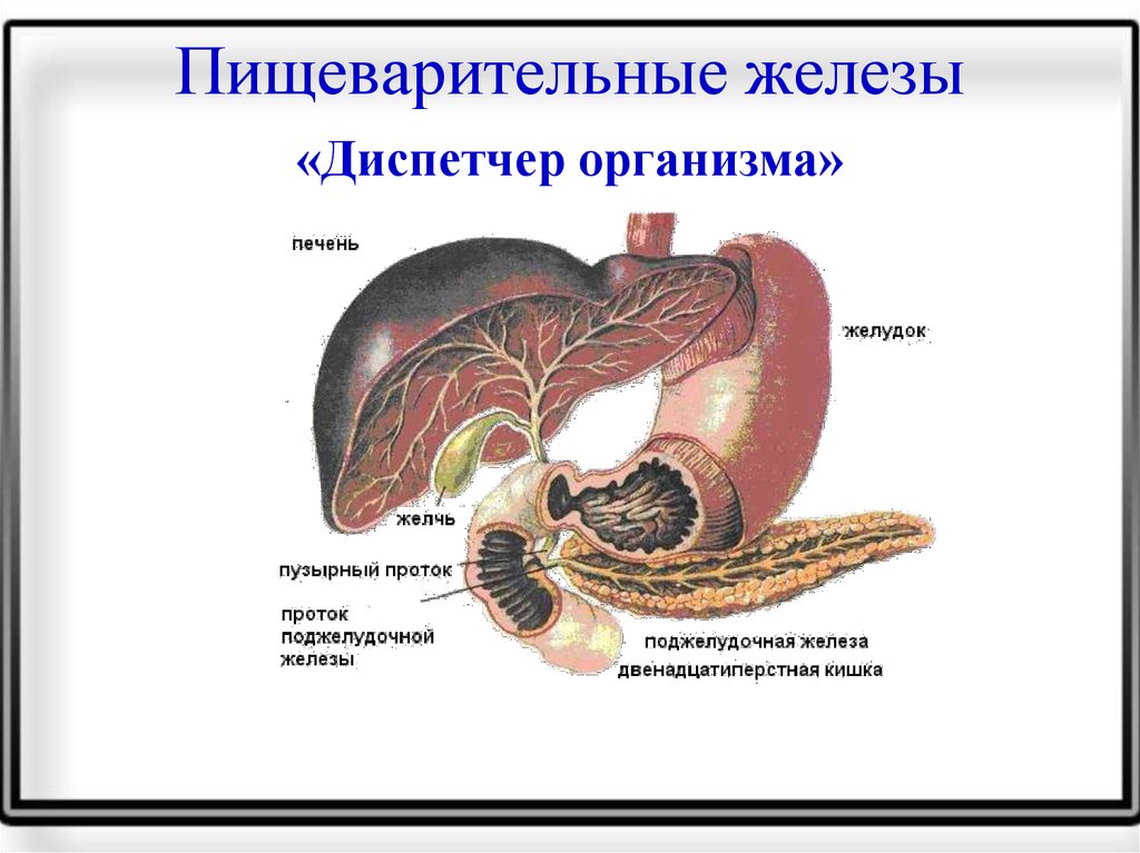 Роль печени и поджелудочной железы. Железы пищеварительного тракта физиология. Строение пищеварительных желез анатомия. Строение и функции желез пищеварительной системы. Строение пищеварительных желез:печени.