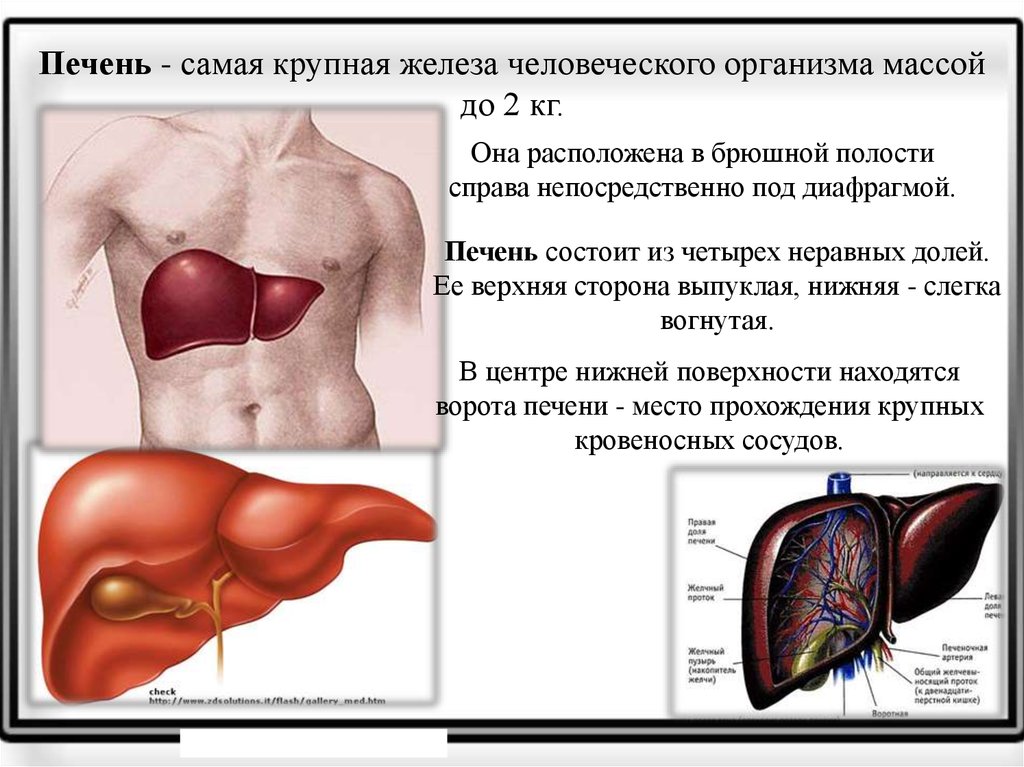 Печень самое простое