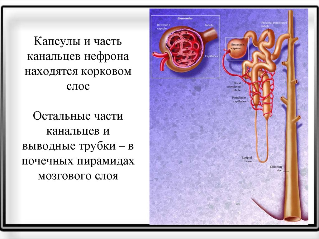 Части находившихся. Нефрон капсула почечный каналец. Нефроны в почках располагаются. Находится в мозговом слое почки капсула нефрона. Где располагаются капсулы нефронов в почках.