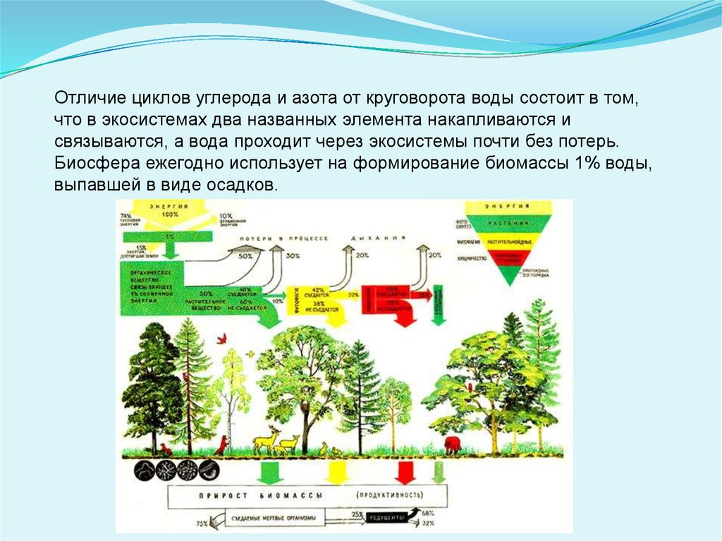 В биосфере биомасса животных во много. Биогеохимический цикл азота в биосфере. Отличие круговорота углерода. Биогеохимический цикл углерода в биосфере. Биогеохимический цикл презентация.