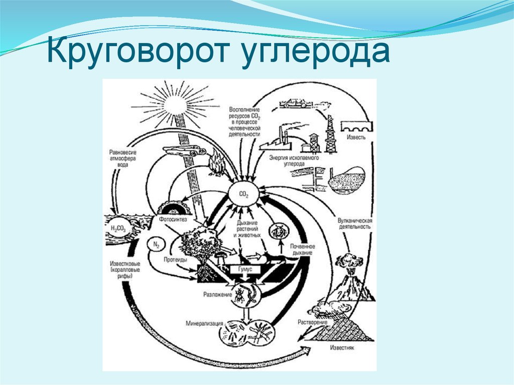 Схема круговорота углерода в природе схема