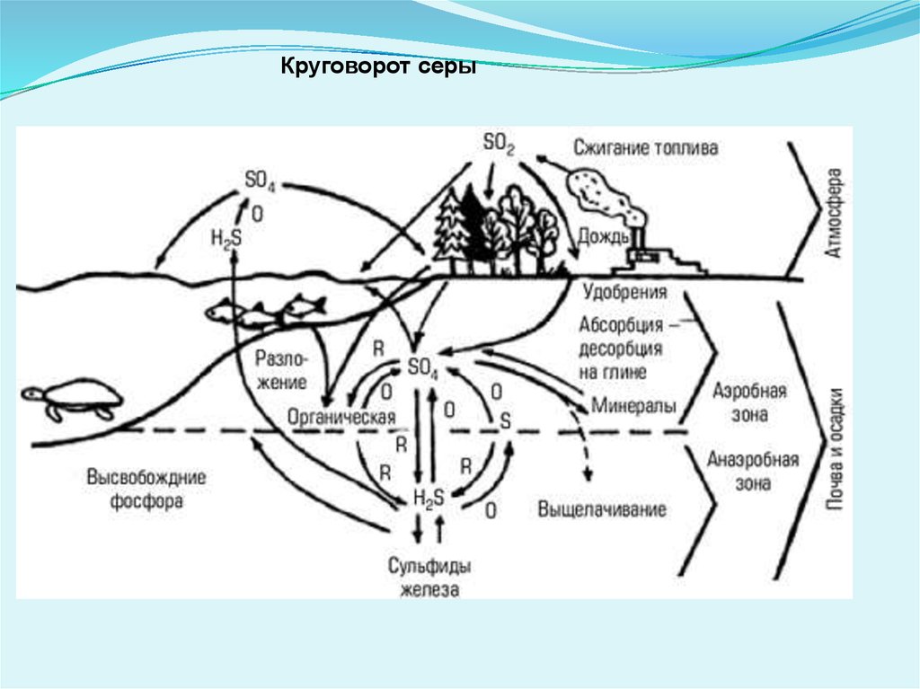 Круговорот меди в природе схема