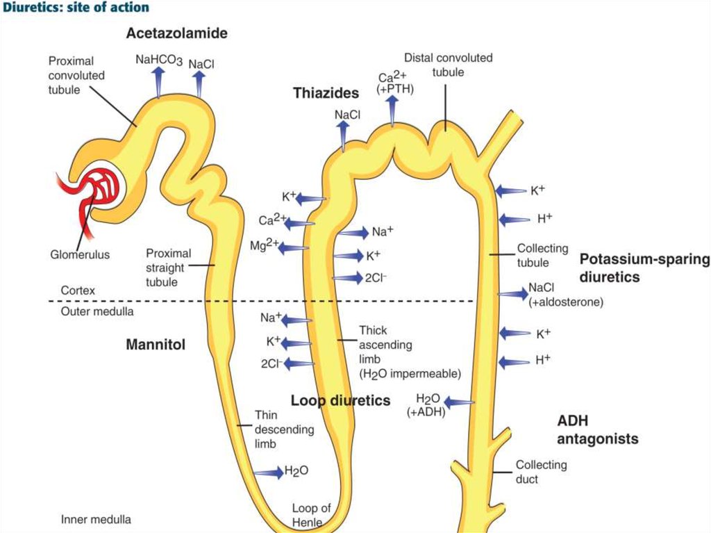 Точки приложения диуретиков схема