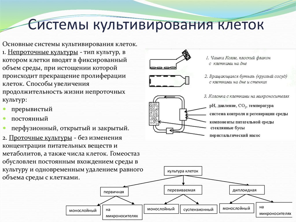 Получение культуры растительных клеток