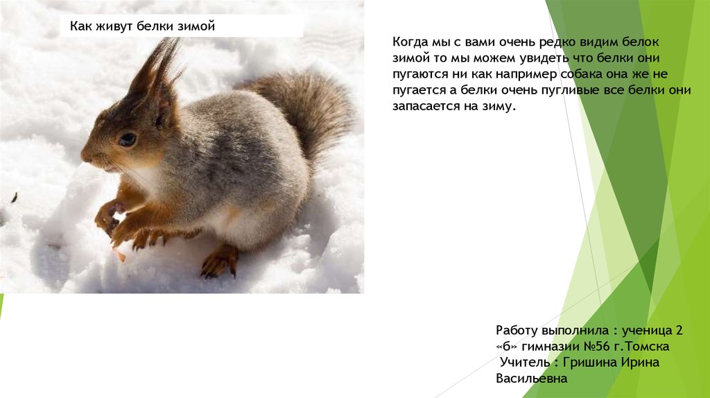 Жизнь животных зимой. Запасы белки на зиму. Презентация на тему животные зимой. Стихи о животных зимой. Зимой белка питается.