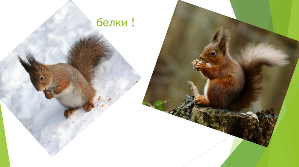 белки !