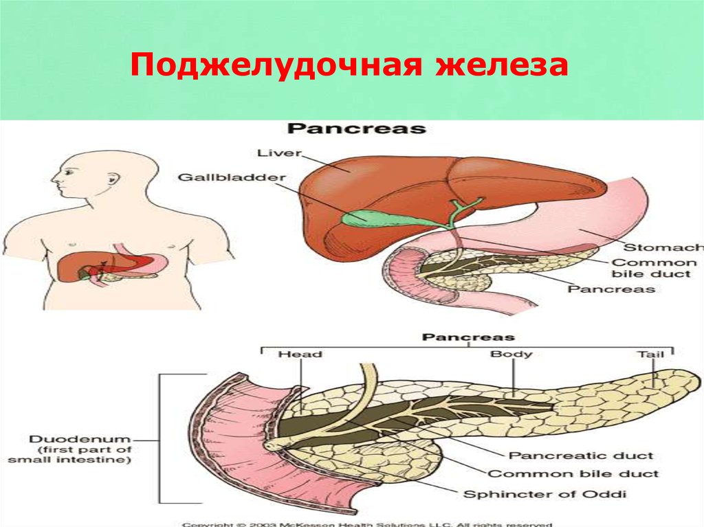 Разрушение поджелудочной. Поджелудочная железа панкреон. Панкреонекроз хвоста поджелудочной железы. Мелкоочаговый панкреонекроз. Жировой и геморрагический панкреонекроз.