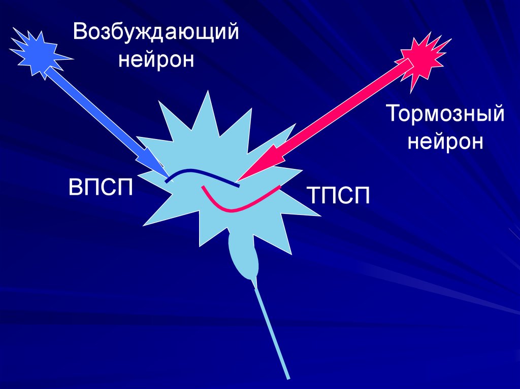 Возбуждение нейрона. ВПСП физиология. ВПСП И ТПСП по мембране нейрона. Возбуждение и торможение в ЦНС ВПСП И ТПСП. ВПСП нейрона это.