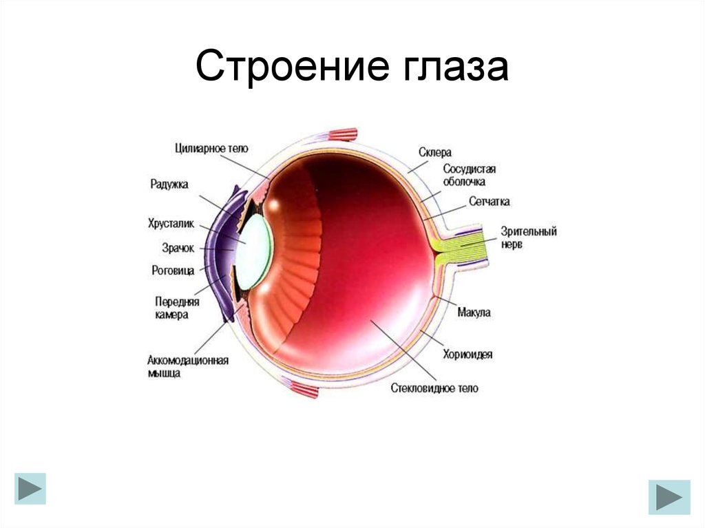 Какой буквой на рисунке обозначена оболочка глаза в которой располагаются зрительные рецепторы