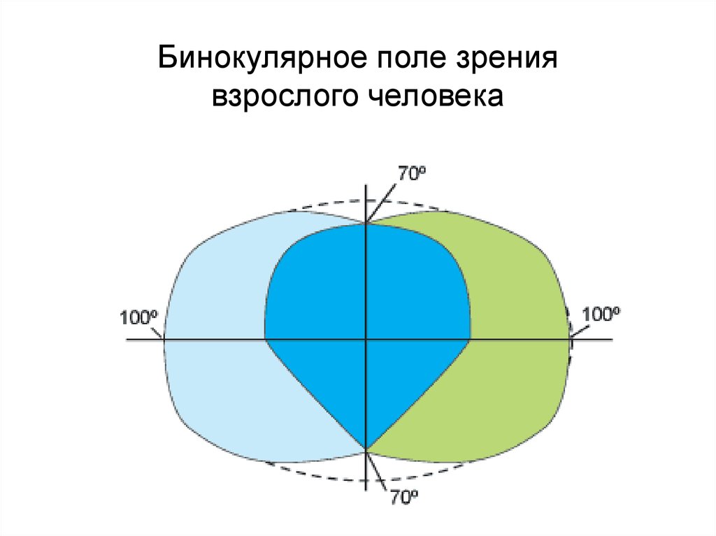 Нормальные границы. Поле зрения человека. Бинокулярное поле зрения человека. Поле зрения человеческого глаза. Поле зрения обоих глаз.