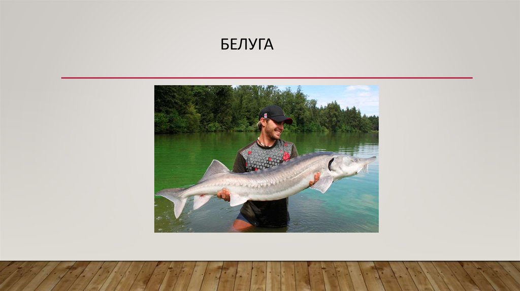 белуга