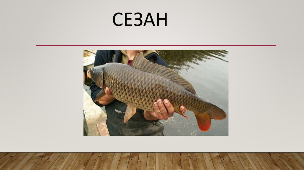 сезан