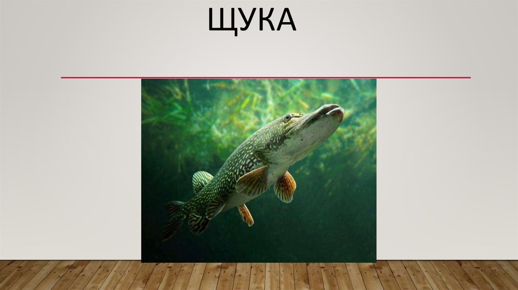 щука