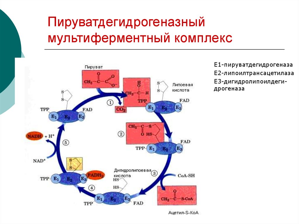 Структурно функциональная организация пируватдегидрогеназного комплекса схема