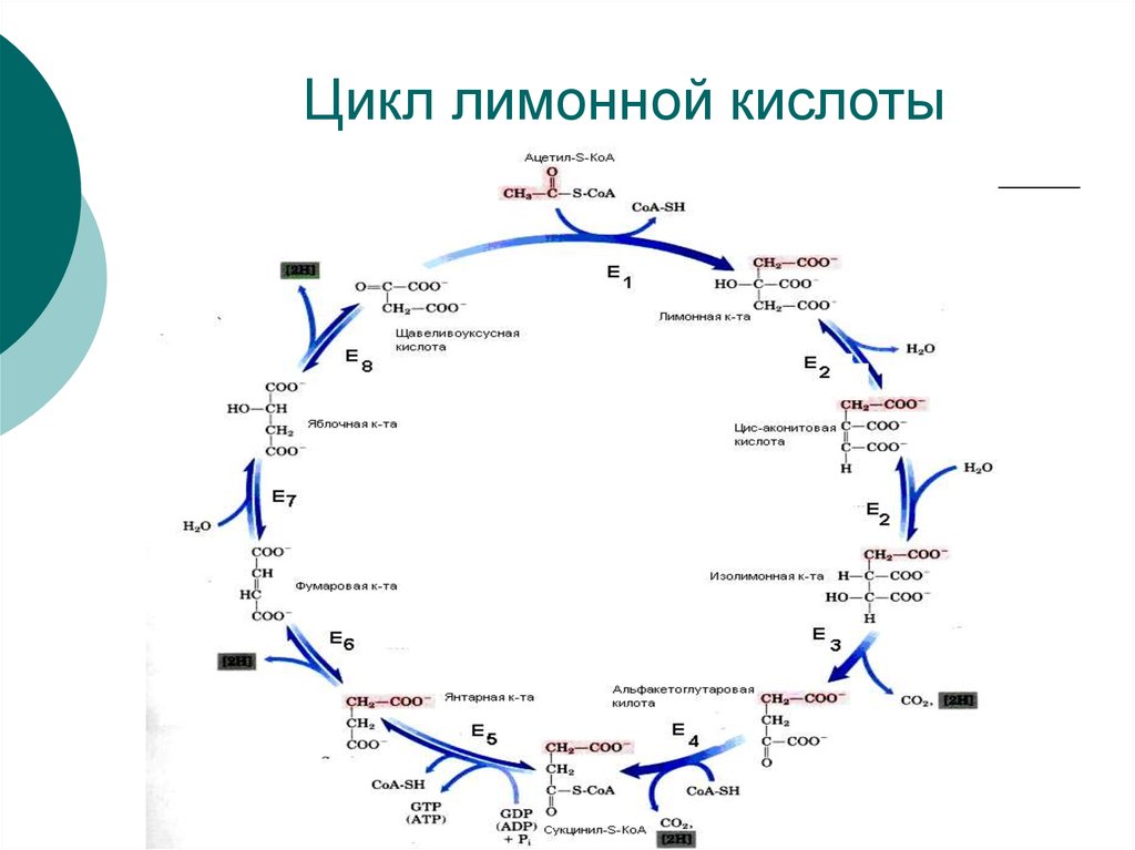 Цитратный цикл. Цикл Кребса биохимия реакции. Цикл Кребса ЦТК. Цикл лимонной кислоты цикл Кребса биохимия. ЦТК цикл лимонной кислоты.