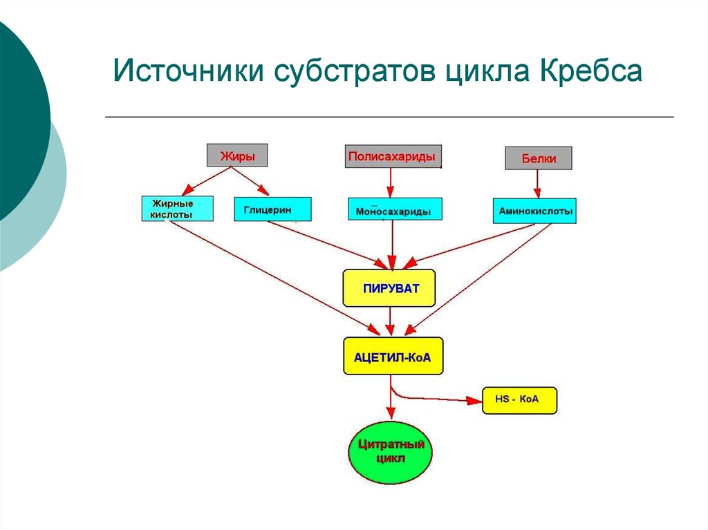 Промежуточное циклу. Субстратные циклы. Субстраты цикла Кребса. Источники субстратов. Субстратные циклы биохимия.