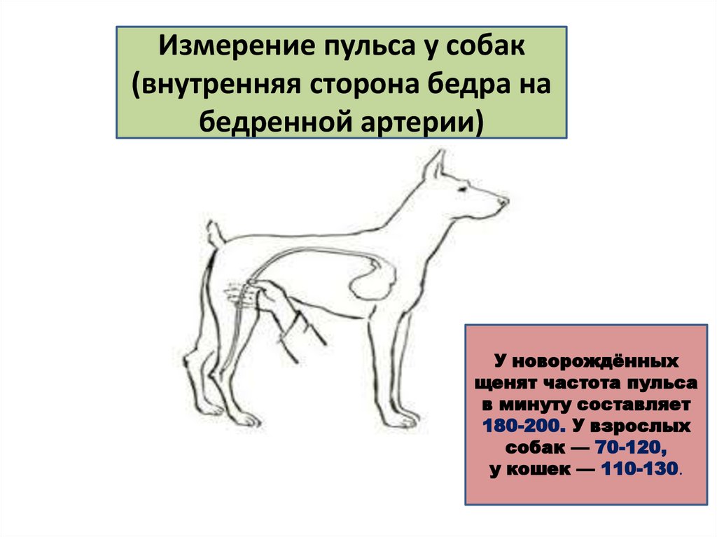 Частота дыхания животных. Частота пульса у собак мелких пород. Как измерить ЧСС У собаки. Сердцебиение у собаки норма. Как замерить пульс у собаки.