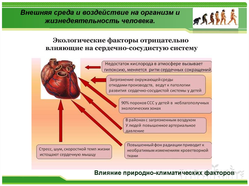 Биологическая основа человека