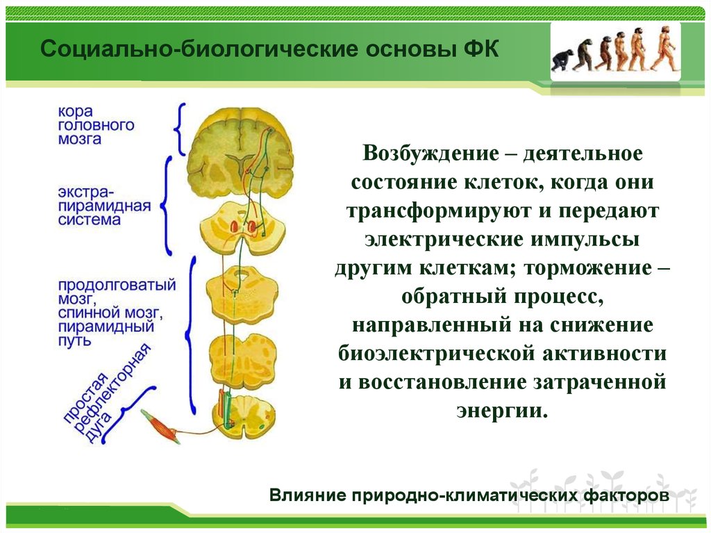 Социально биологический статус