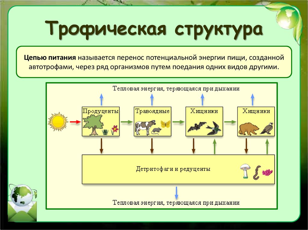 Взаимосвязи организмов в сообществе 5 класс презентация