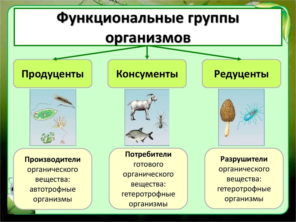 Биология таблица 5 класс источники биологических знаний фото и видео - avRussia.