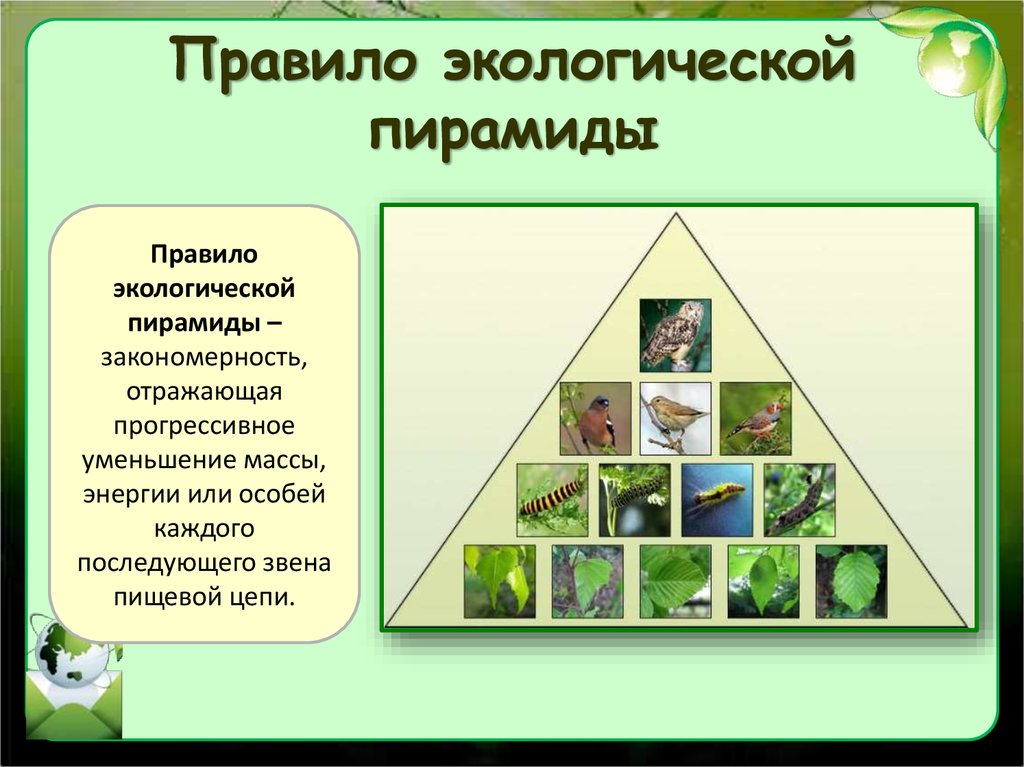 Какую закономерность отображает рисунок пищевую цепь экологическую пирамиду