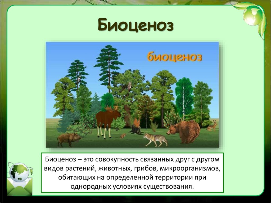 Биоценоз леса пример. Биоценоз это в экологии. Биоценоз презентация. Понятие биоценоз. Биоценоз это в биологии.