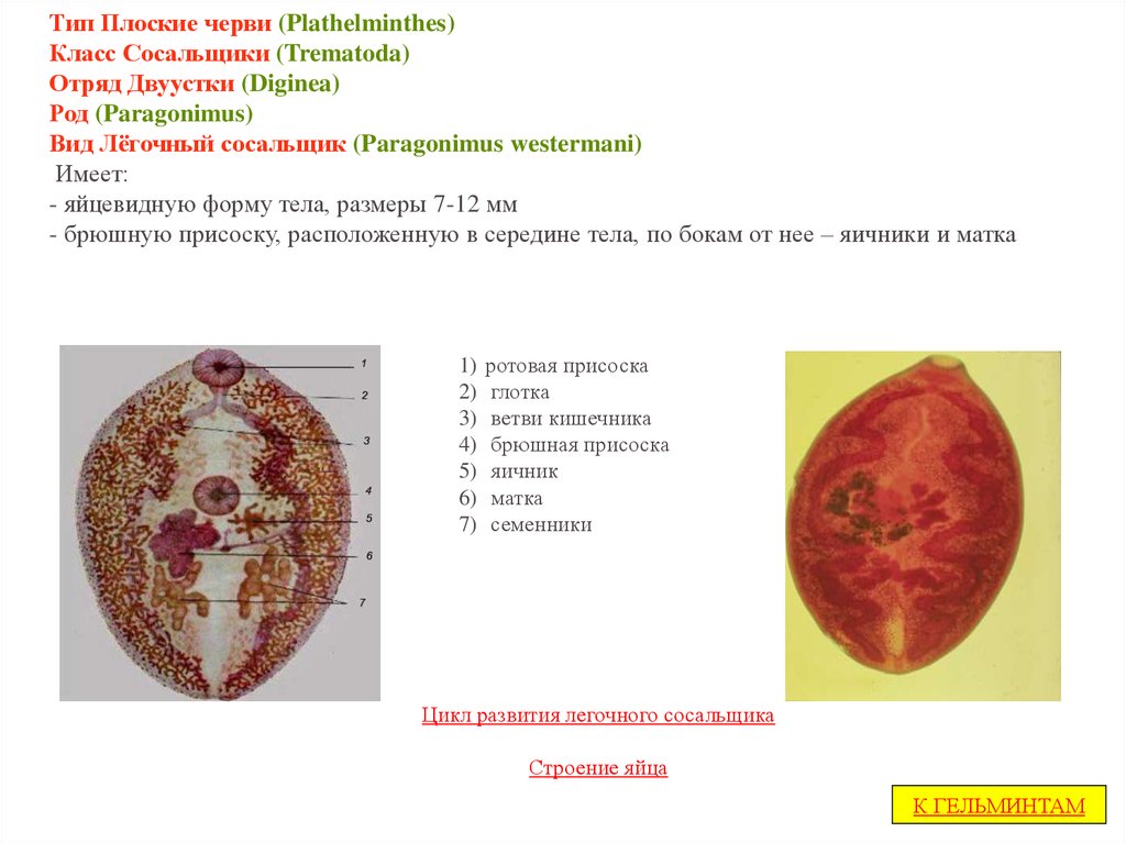 Легочный сосальщик картинки