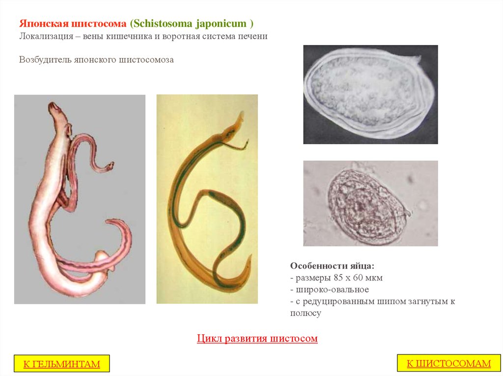 Schistosoma japonicum. Schistosoma japonicum яйцо. Урогенитальная шистосома. Шистосома Мансона японская. Schistosoma japonicum возбудитель.