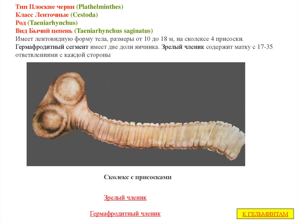 Цепни на латыни. Тип плоские черви (plathelminthes). Тип плоские черви ленточные черви.
