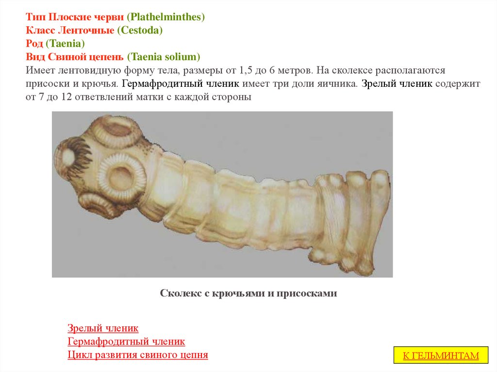 Размеры тела цепней