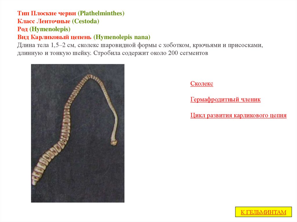Ленточные и плоские черви. Тип плоские черви plathelminthes класс ленточные черви Cestoda. Тип плоские черви класс цестоды. Карликовый цепень (Hymenolepis Nana).