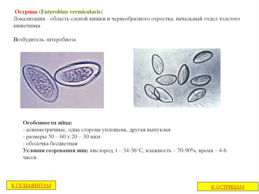 Острица рисунок с подписями