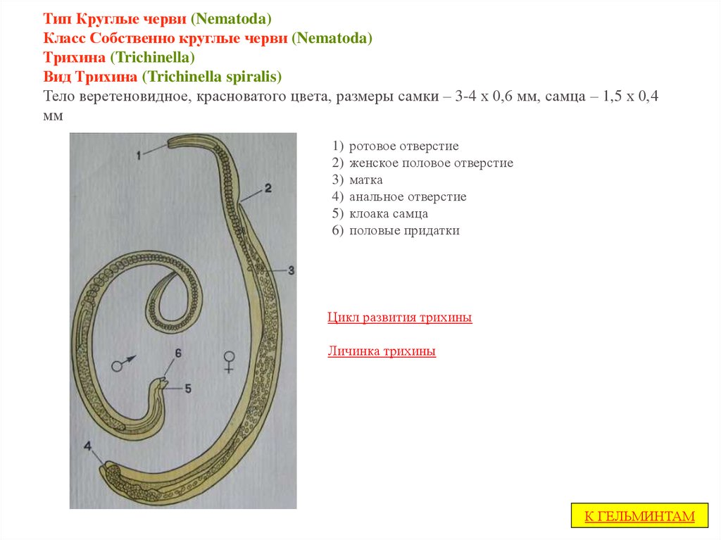 Дайте характеристику типа круглые черви. Класс собственно круглые черви Nematoda. Трихинелла круглые черви. Трихинелла Тип класс вид. Трихинелла класс червей.
