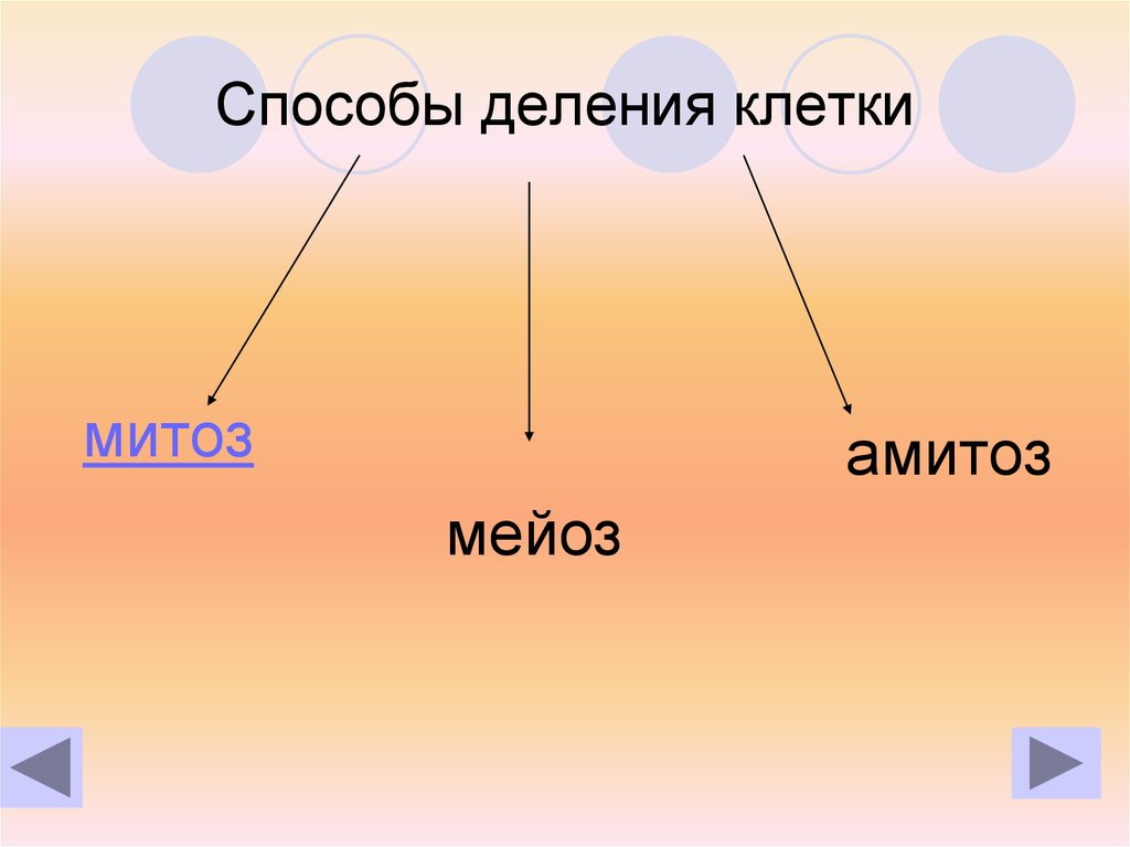 3 способа деления клетки. Способы деления клеток амитоз митоз мейоз. Способы деления клетки амитоз. Деление клетки митоз мейоз амитоз. Способы деления клетки митоз мейоз.