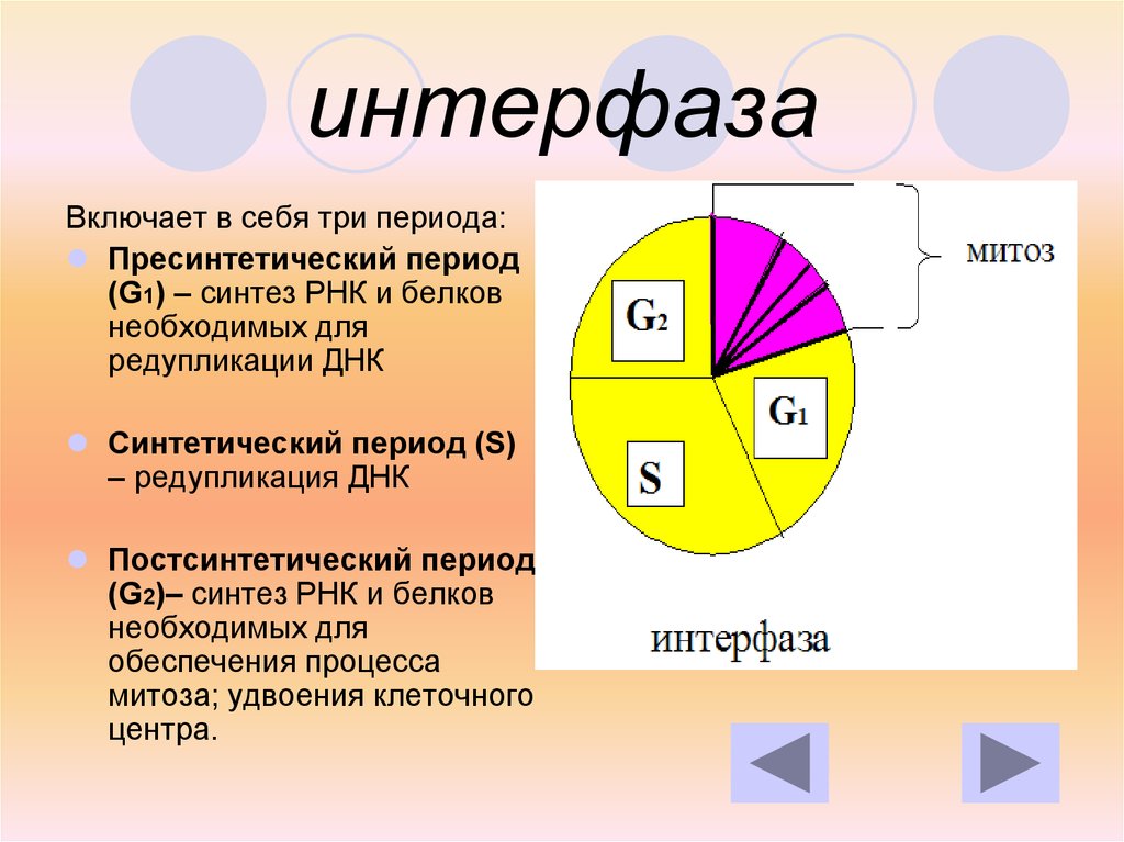 Пресинтетический период митоза рисунок