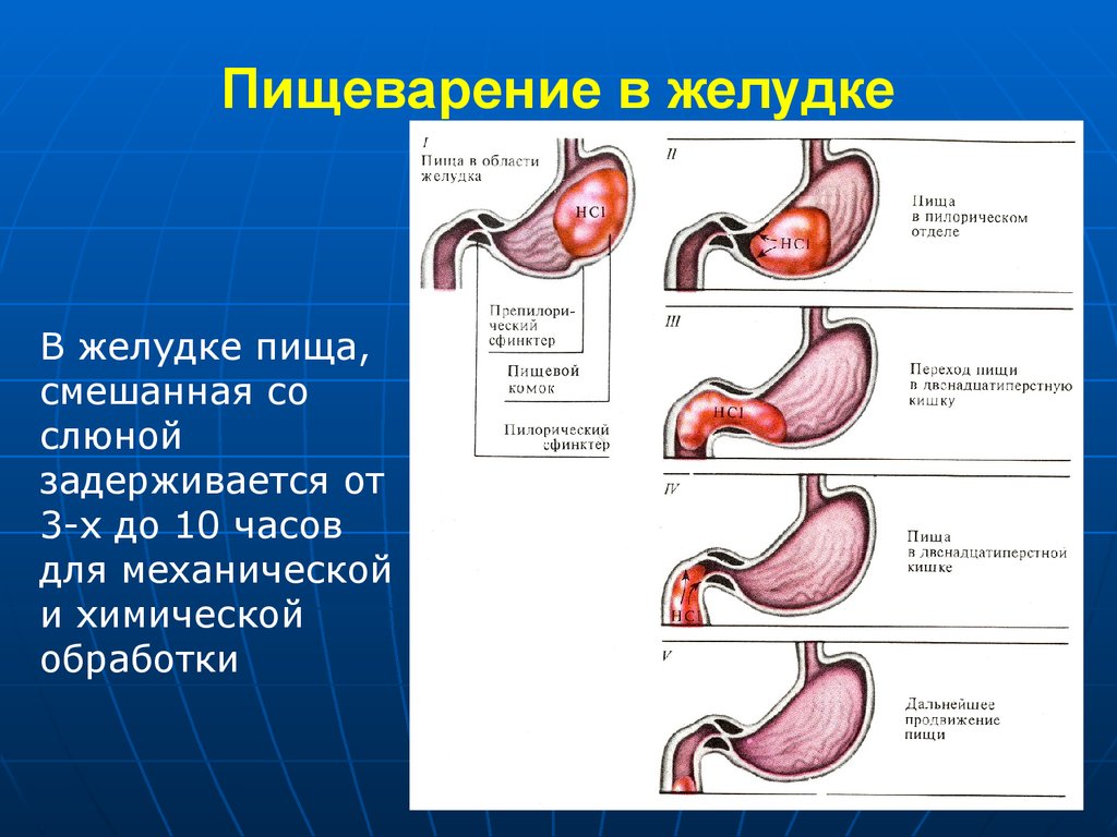В какой состав органов входит желудок. Пищеварительные процессы в желудке. Пищеварение в желудке строение. Физиология пищеварения в желудке человека.