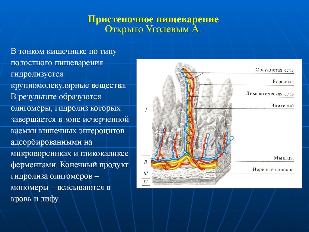 Пристеночное пищеварение это