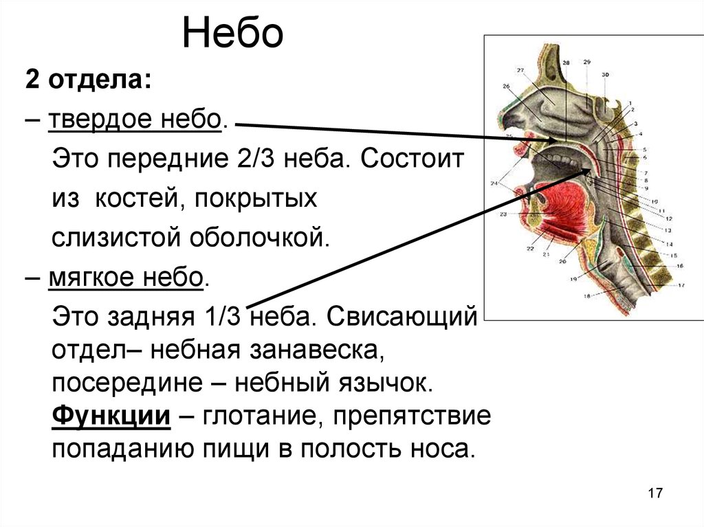 Небная занавеска. Твердое небо состоит из.