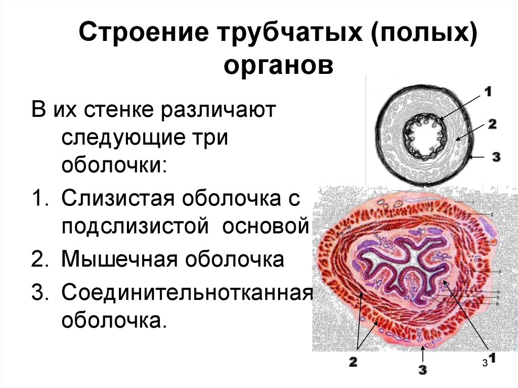 Стенки органов. Принципы строения полых органов анатомия. Строение стенок трубчатых внутренних органов. Строение стенки полых внутренних органов. Строение паренхиматозного и трубчатого органов.